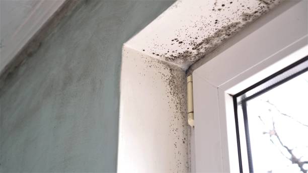 Best Mold Damage Repair  in Horicon, WI