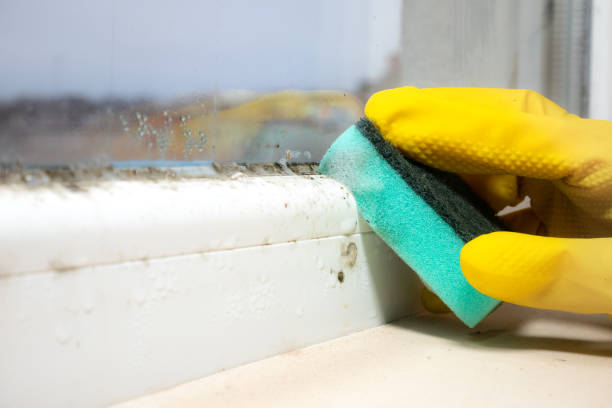 Best Fast Mold Removal  in Horicon, WI