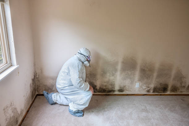 Certified Mold Removal in Horicon, WI