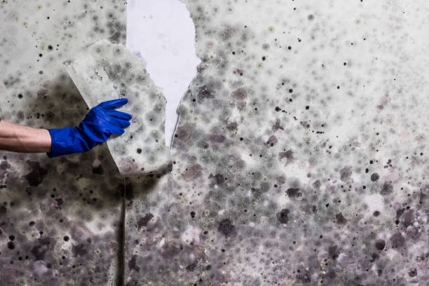 Best Mold Removal Near Me  in Horicon, WI